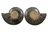 Cut & Polished Ammonite Fossil - Unusual Black Color #241499-1